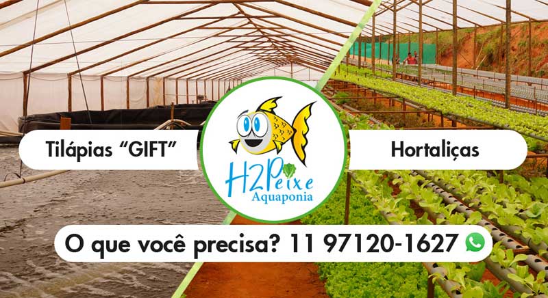 H2 Peixe Aquaponia - Tilápias "GIFT" e Hortaliças 100% naturais