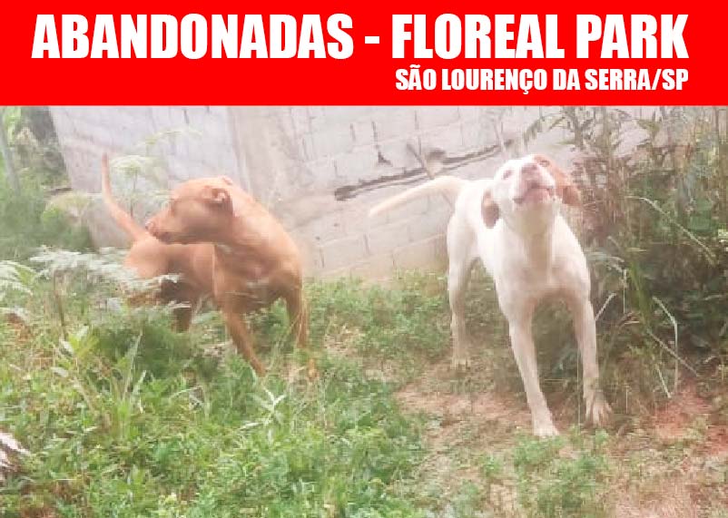 Cadelas abandonadas no Floreal Park em São Lourenço da Serra/SP